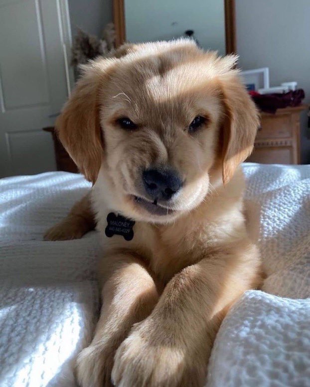 💖 (@twaniimals) on Twitter photo 