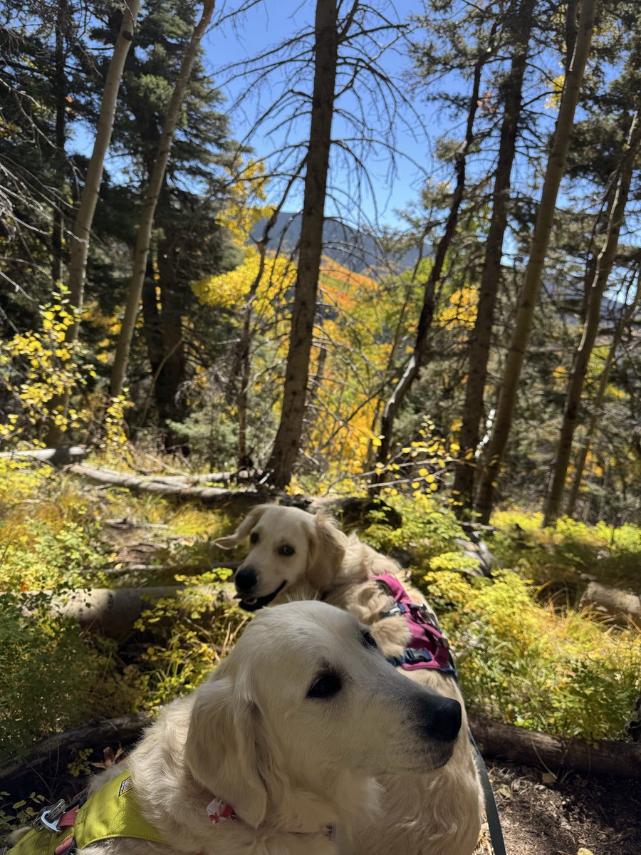 becktwo_d's tweet photo. Went leaf peeping with the doggos and “touched grass”.  What is crypto doing? https://t.co/s3GcENmWPP