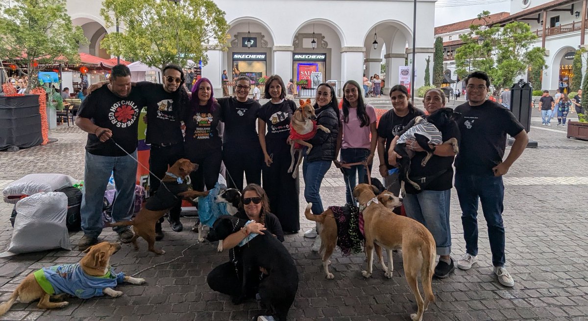 guatexanimales2's tweet image. Mil gracias a todos el equipo de voluntarios que apoyaron sábado y domingo y que gracias a todos su esfuerzo fue posible que diéramos en adopción 9 perritos 🐕🐕🐕 y una gatita Shikaira, todos recuperados castrados felices de haber encontrado un buen hogar 🏠
#voluntarios