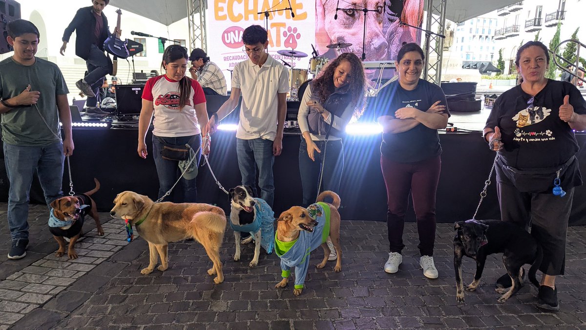 guatexanimales2's tweet image. Mil gracias a todos el equipo de voluntarios que apoyaron sábado y domingo y que gracias a todos su esfuerzo fue posible que diéramos en adopción 9 perritos 🐕🐕🐕 y una gatita Shikaira, todos recuperados castrados felices de haber encontrado un buen hogar 🏠
#voluntarios
