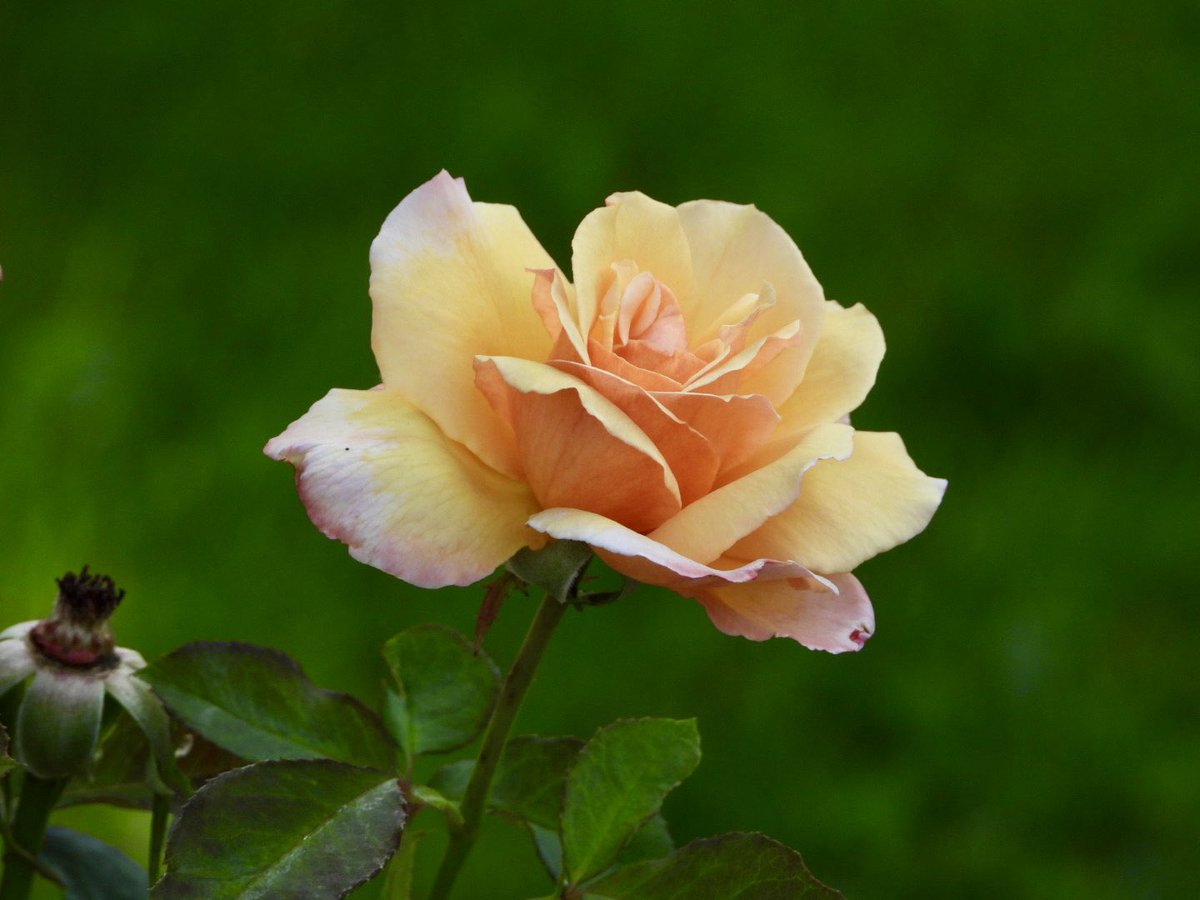 Show me something you love photographing.