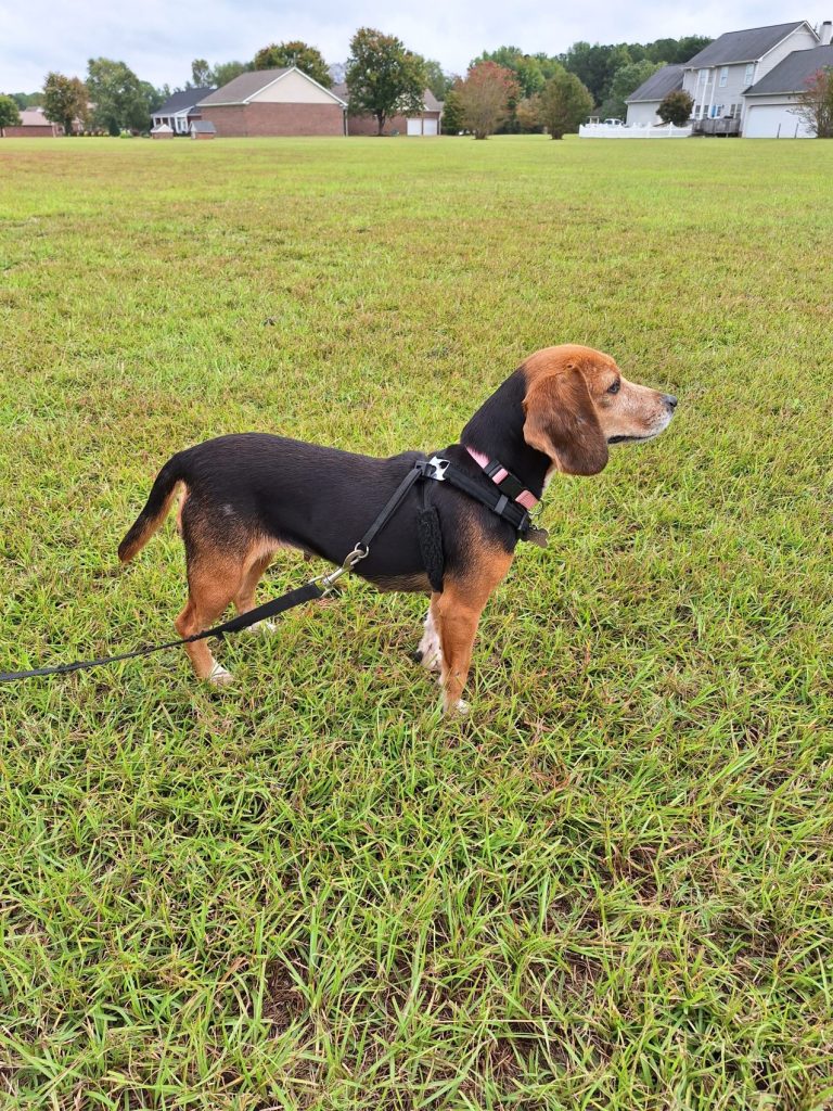 Adoptable #beagle of the day MIRANDA tribeagles.org/product/mirand…