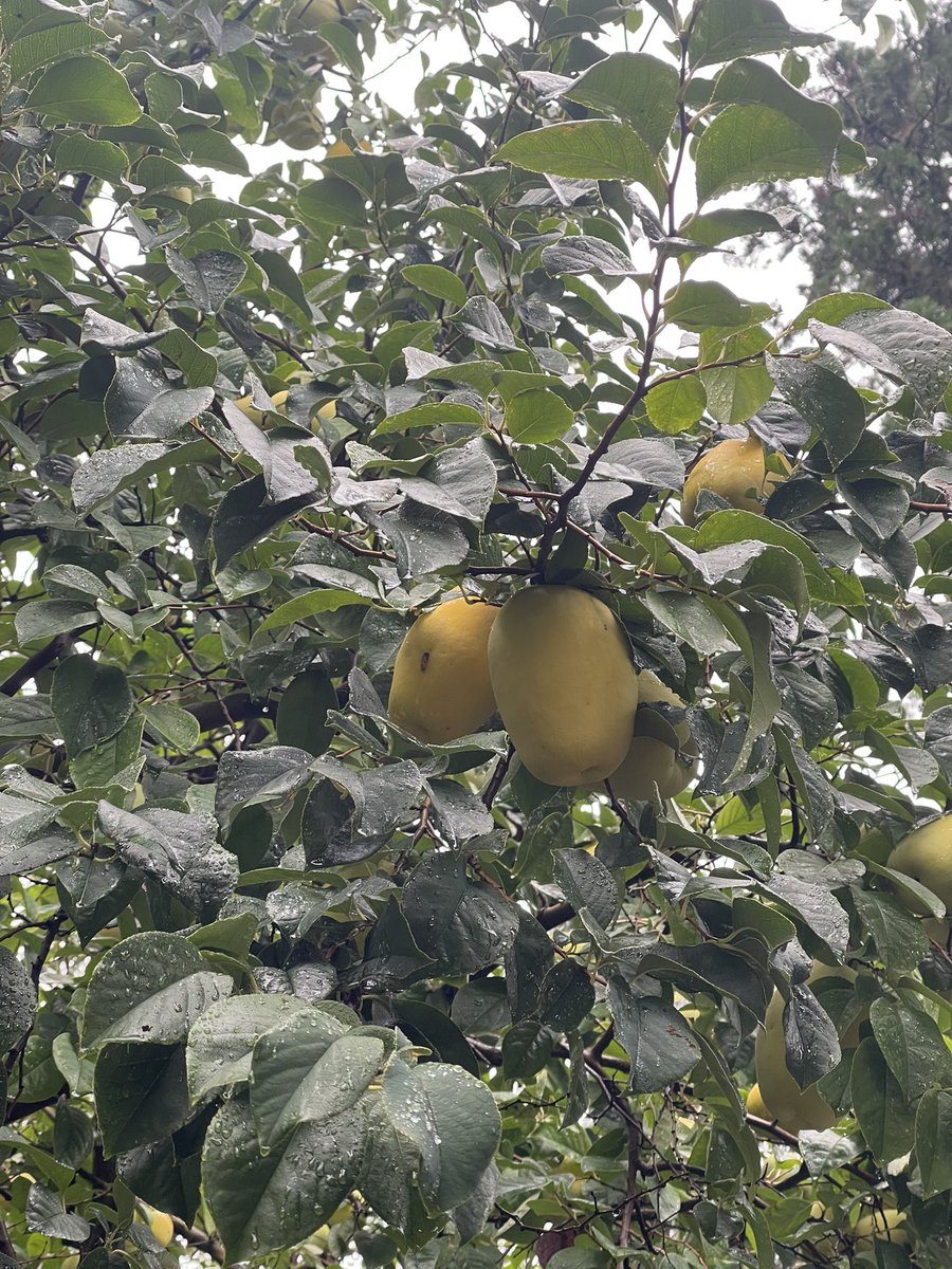 This will bring peace, wisdom, and love to you.