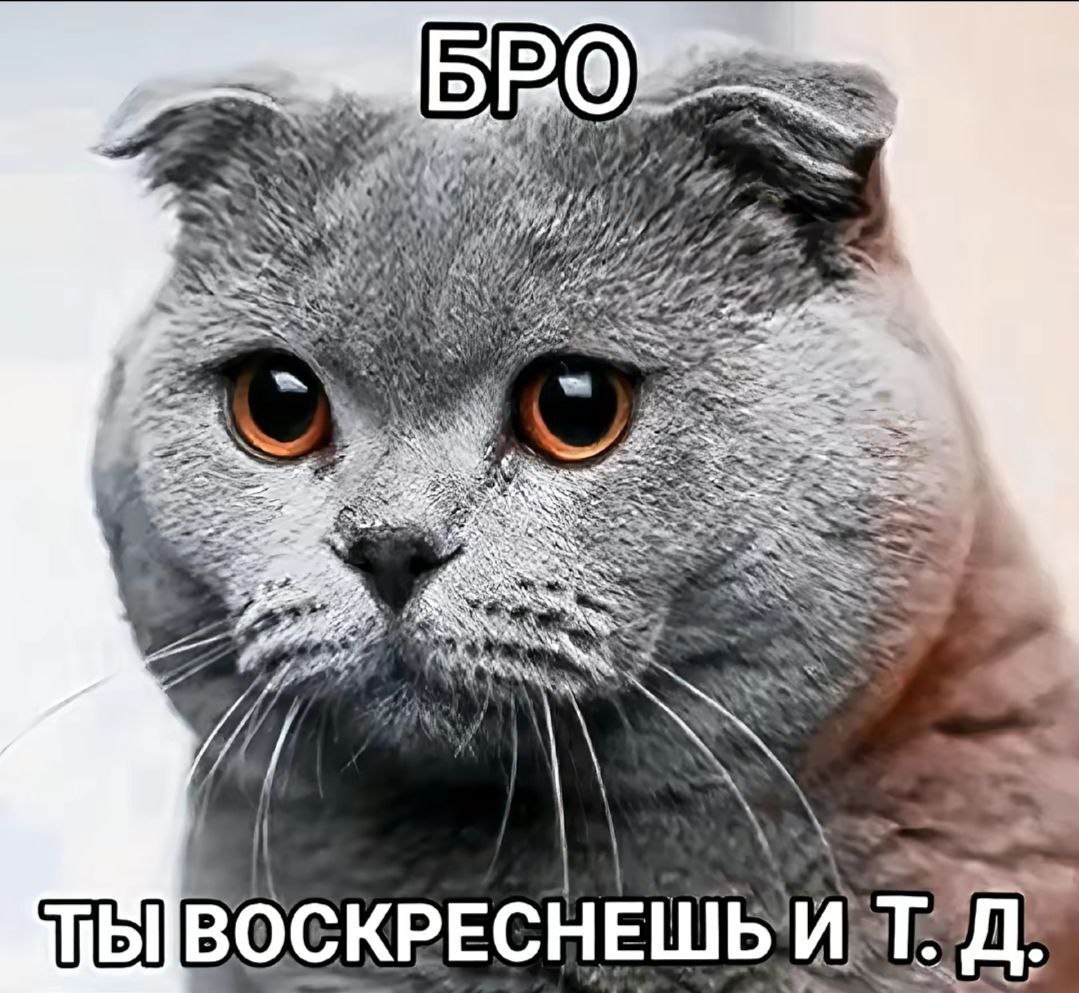 вдкш (@vodkoshka) on Twitter photo 