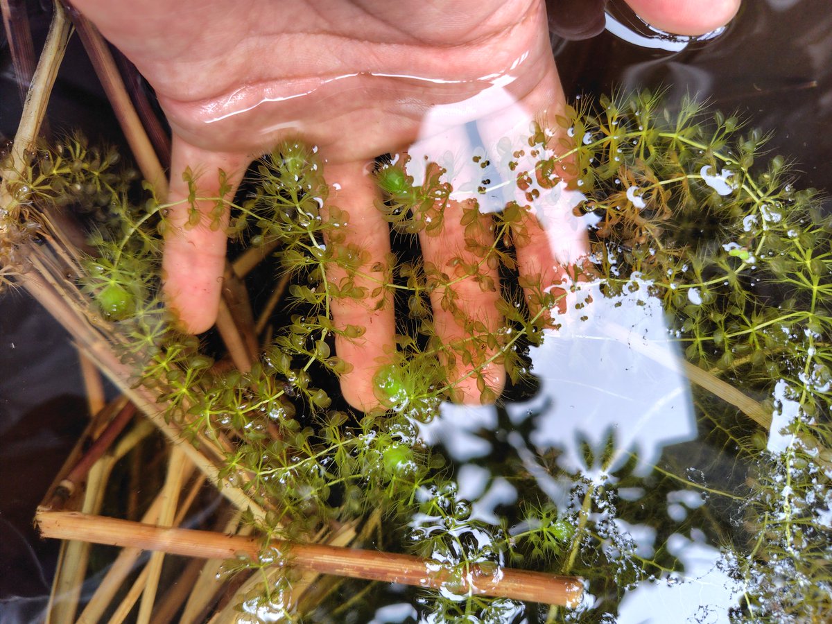 おはようございます😊

今朝は会社で開店作業中に顔面に何かが落ちてきて、掴んだらカメムシで手と顔が臭くなるという事故に見舞われました！もうカメムシの季節ですね〜

今年はムジナモもビックリするくらい不良です。どのバケツもヒョロヒョロで本当に難しい植物だと思います