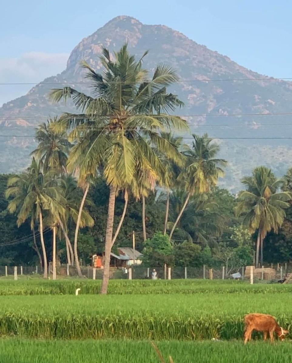 SelangoSamy's tweet photo. 🔥🌺🔱🔱🕉️ ஓம் ஸ்ரீ சிவ குருநாதா போற்றி ஓம் ஸ்ரீ பரமேஸ்வரா போற்றி ஓம் ஸ்ரீ திங்கள் சடைமுடி ஈசனே போற்றி புரட்டாசி மாதம் திங்கட்கிழமை பௌர்ணமி இறைவனின் அனுகிரகம் பெற்று அனைவரும் நலமாக வாழ வேண்டும் அருகில் இருக்கக்கூடிய ஆலயத்திற்கு தங்களால் முடிந்தது வாங்கி கொடுத்து புண்ணியத்தை சேர் https://t.co/BJtNqOIA3E