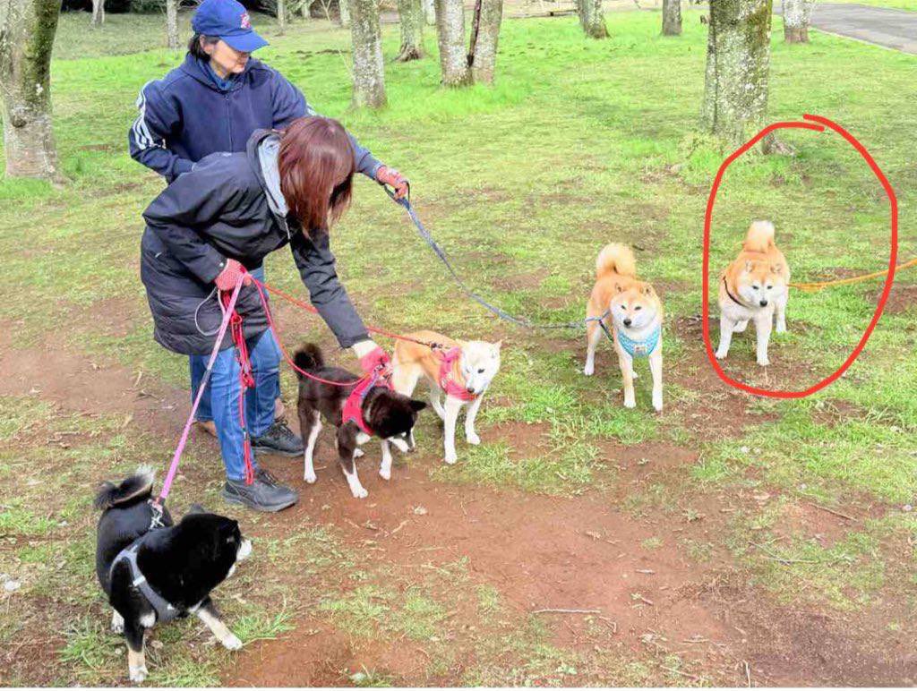 Aguri chan 💚🐕👯‍♀️ tweet media