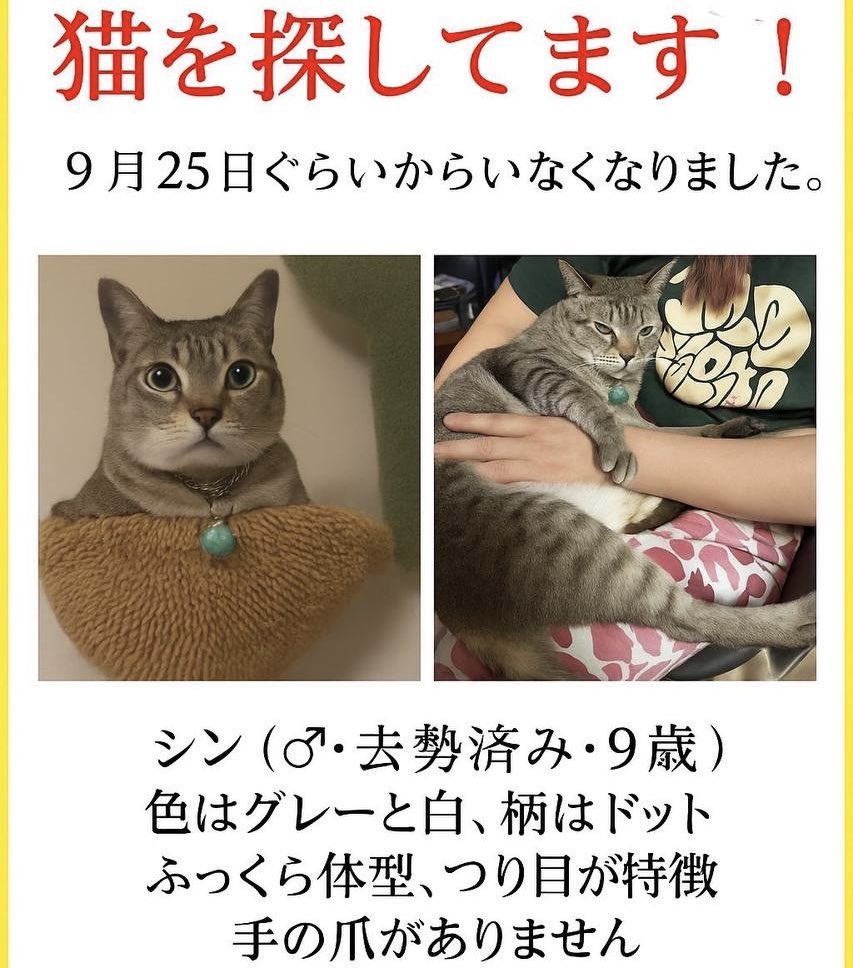 hitorimuichimon's tweet photo. 【拡散希望】
謝礼お支払いします‼️

9/25〜友人の猫が逃げて行方不明です😭

場所:大阪市中央区日本橋2丁目

シン(♂9歳去勢済)
◼︎特徴
シンガプーラのMIX
前足の爪が両方ない
色はグレーと白
柄は縞模様とドット柄
ふっくら体型
かなりつり目
首輪の鈴はなし

情報ありましたらDMください‼️😿🙇‍♂️ https://t.co/ZGAPP0vOxB