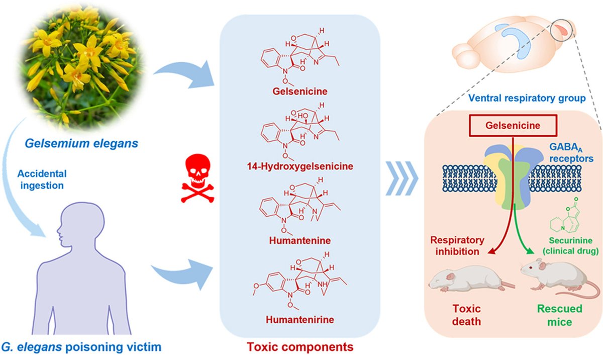 ActaPharmSinB's tweet image. Article✍️The #toxic #components, toxicological mechanism and effective #antidote for #Gelsemium #elegans #poisoning. From Dr. Wang @JinanUniversity;
sciencedirect.com/science/articl….