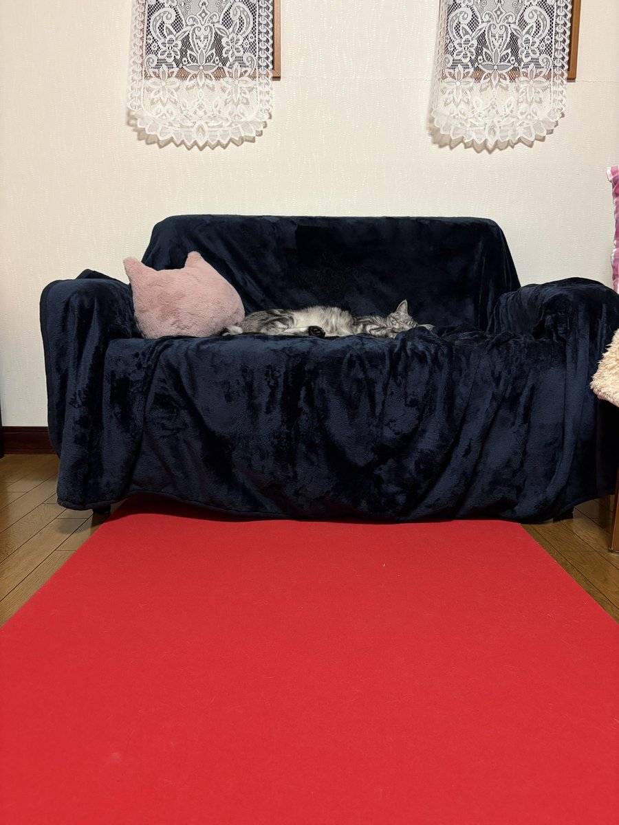 ソラちゃん(°▽°)様、確認用です ソラちゃん – търсене / X