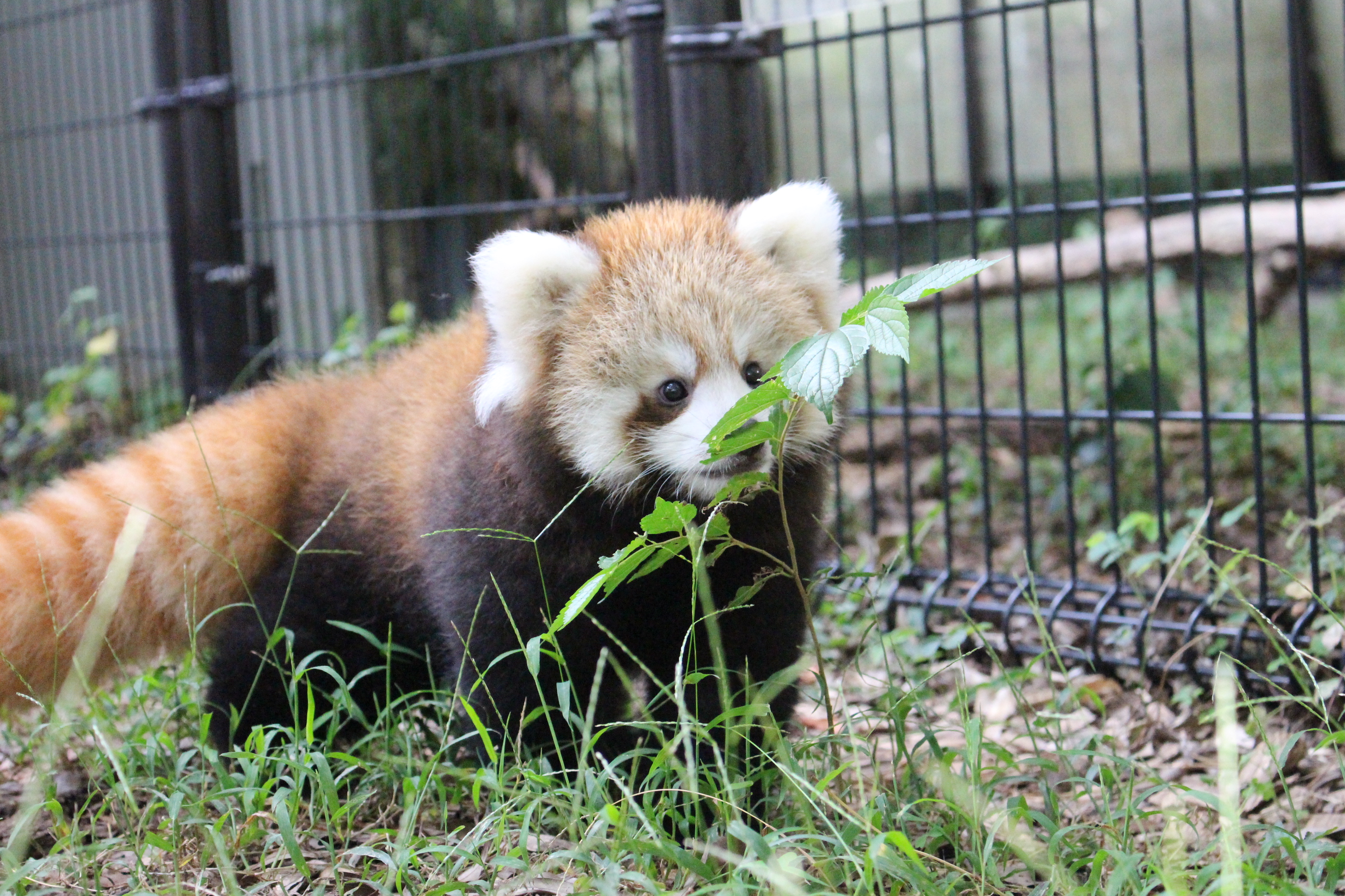 大学動物園 動物園大学2022年3月 - 京都大学野生動物研究センター