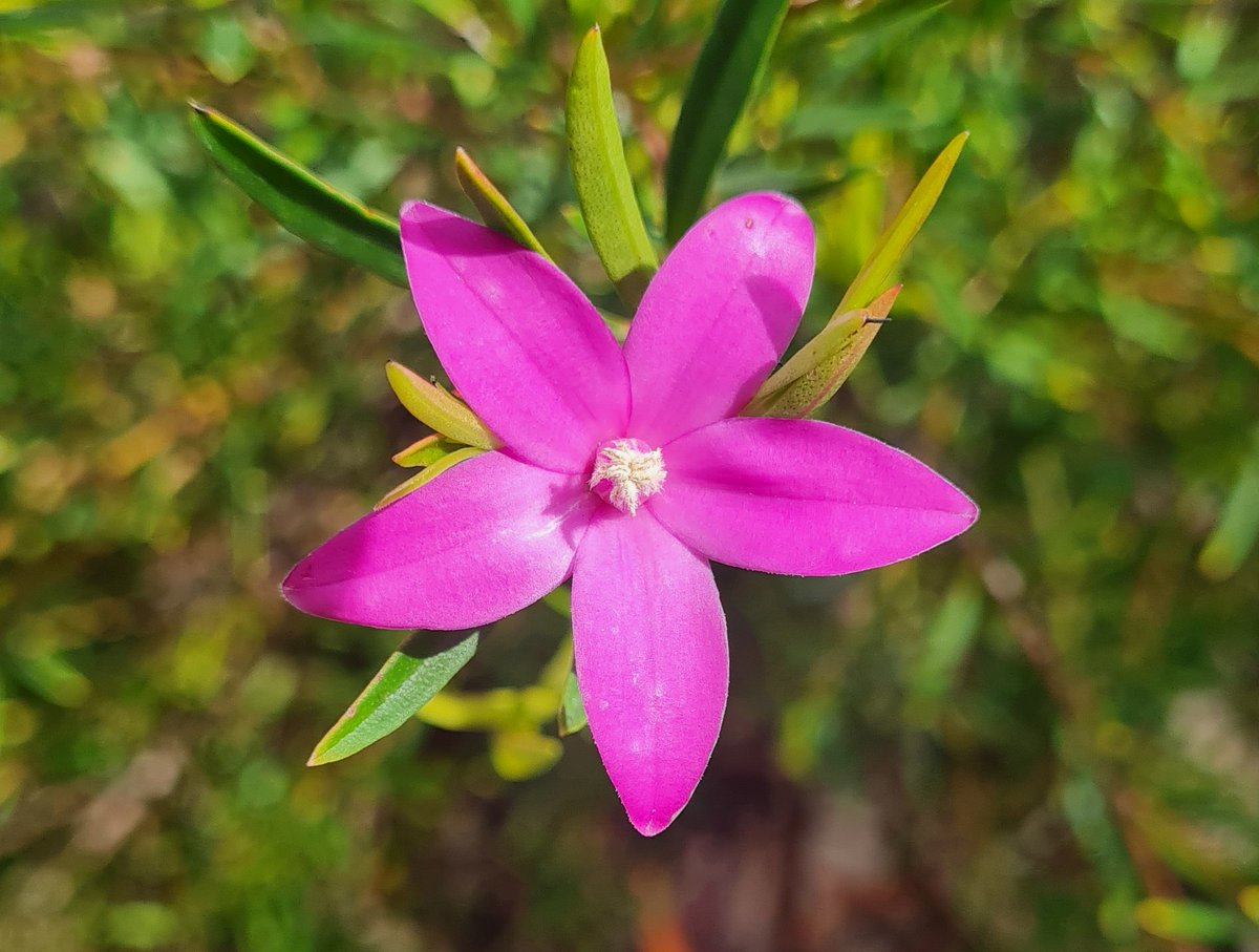 StuartWilliams_'s tweet photo. Crowea 'Festival', a cultivar derived from a cross of C. exalata and C. saligna. Shrub to 1 metre x 1 metre.
#Crowea #Rutaceae #ozplants https://t.co/Bg3cK5SmUe