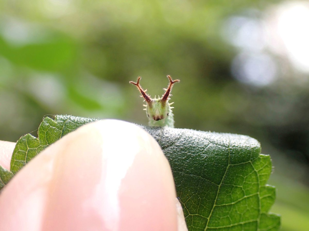 piyo_bug's tweet image. Ｙ      Ｙ  
⌯ &apos;  ω  &apos; ⌯