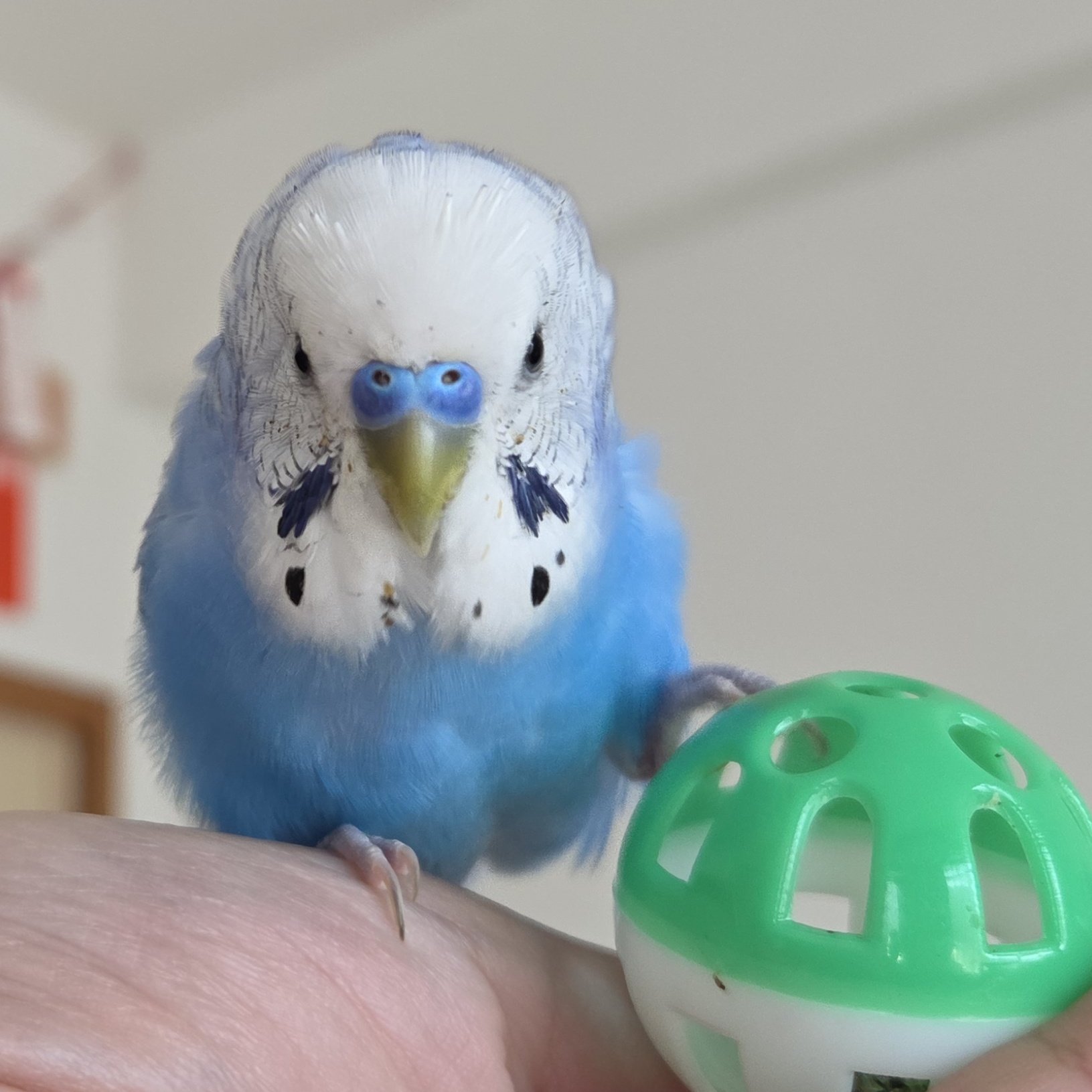 インコさん お坊さんインコペンホルダー｜WooBia公式オンラインショップ