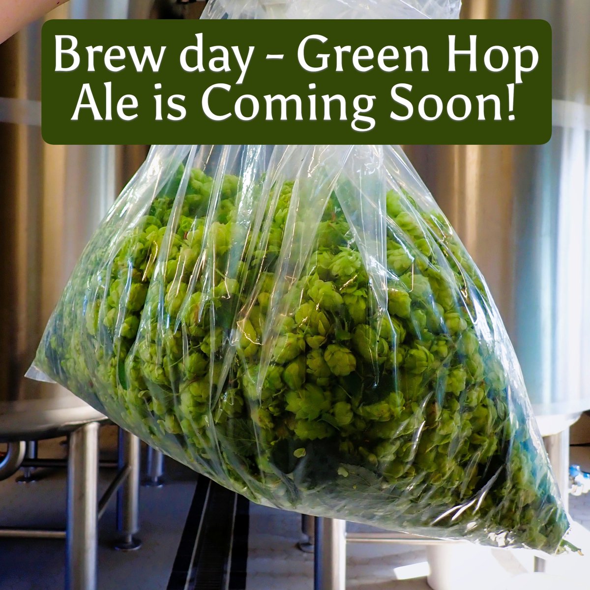 ChilternBrewery's tweet image. Fresh. Local. Unique. 🌱🍺

Green Hop Ale — brewed with hops grown at the Chiltern Brewery. Coming very soon. 

#GreenHopAle #chilternbrewery #realale #newrelease #craftbeer #drinklocal #beertography #pub #chilterns
