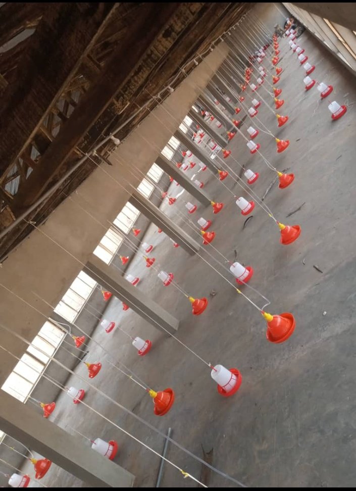 Omoiyalode0809's tweet image. All kinds of poultry accessories, 
Calling number 07059917222
Whatsapp 08062431818