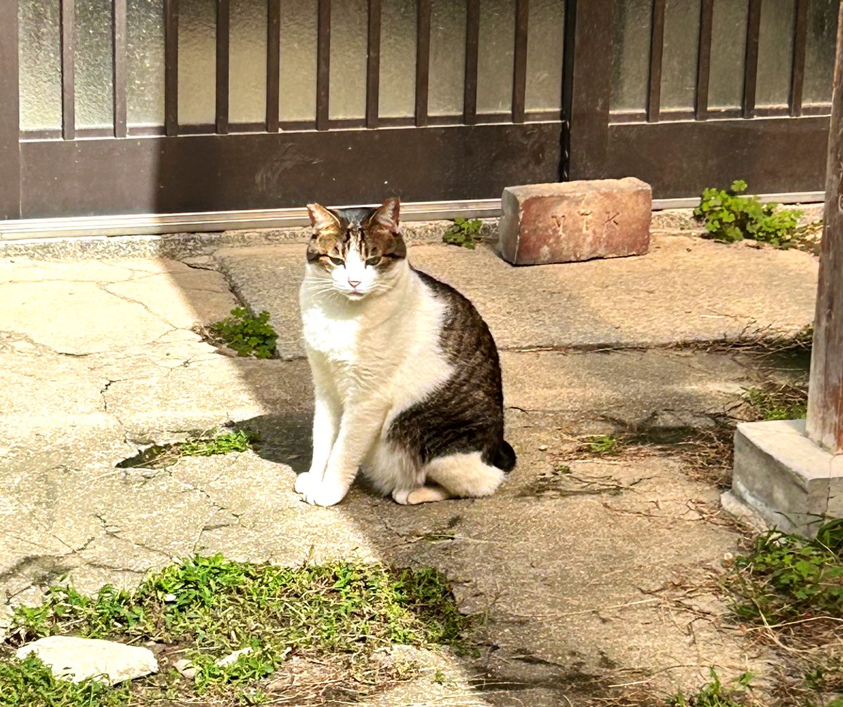 くしゃみ鼻水おまけに咳も出てきて喉の痛みが半端ない。歯医者に行きたいけど、もしかしてコロッチだったらいかんので猫様宅お隣りのクリニック受診そして鼻の奥グリグリ検査。
ただの風邪でごわした。
歯医者も行ってやっと落ち着けたのは猫様のおかげかにゃ😺