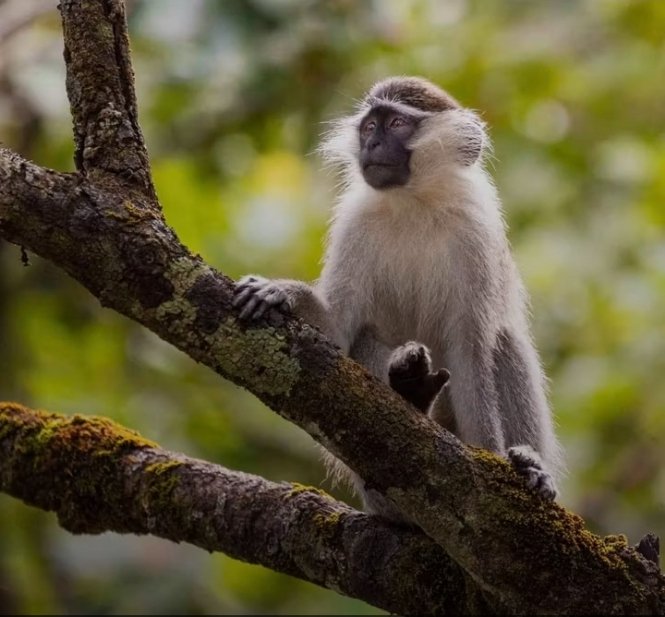 Happy World Habitat Day

Together, let’s build a world where every species has a home. 💚🐒

📸 Picture Credit: <a href="/ANI_Foundation/">Africa Nature Investors Foundation</a>