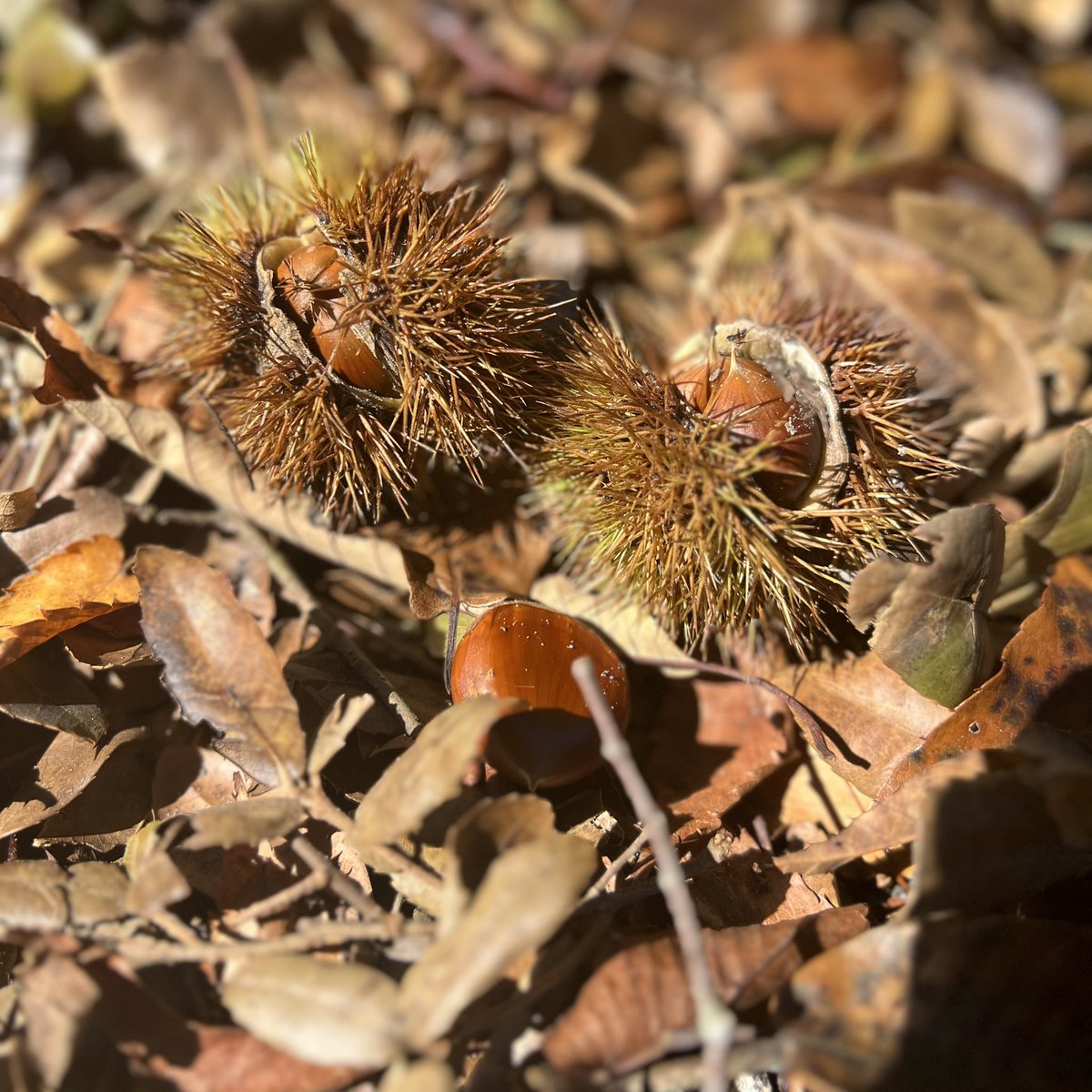 ろまん館の裏山から、栗の実がぽとりと落ちてくる季節になりました🌰
秋の陽ざしに照らされて、金色のいががきらり。
館のまわりにも、すっかり秋の気配です🍁

#天平ろまん館 #秋の訪れ #栗の季節 #わくや