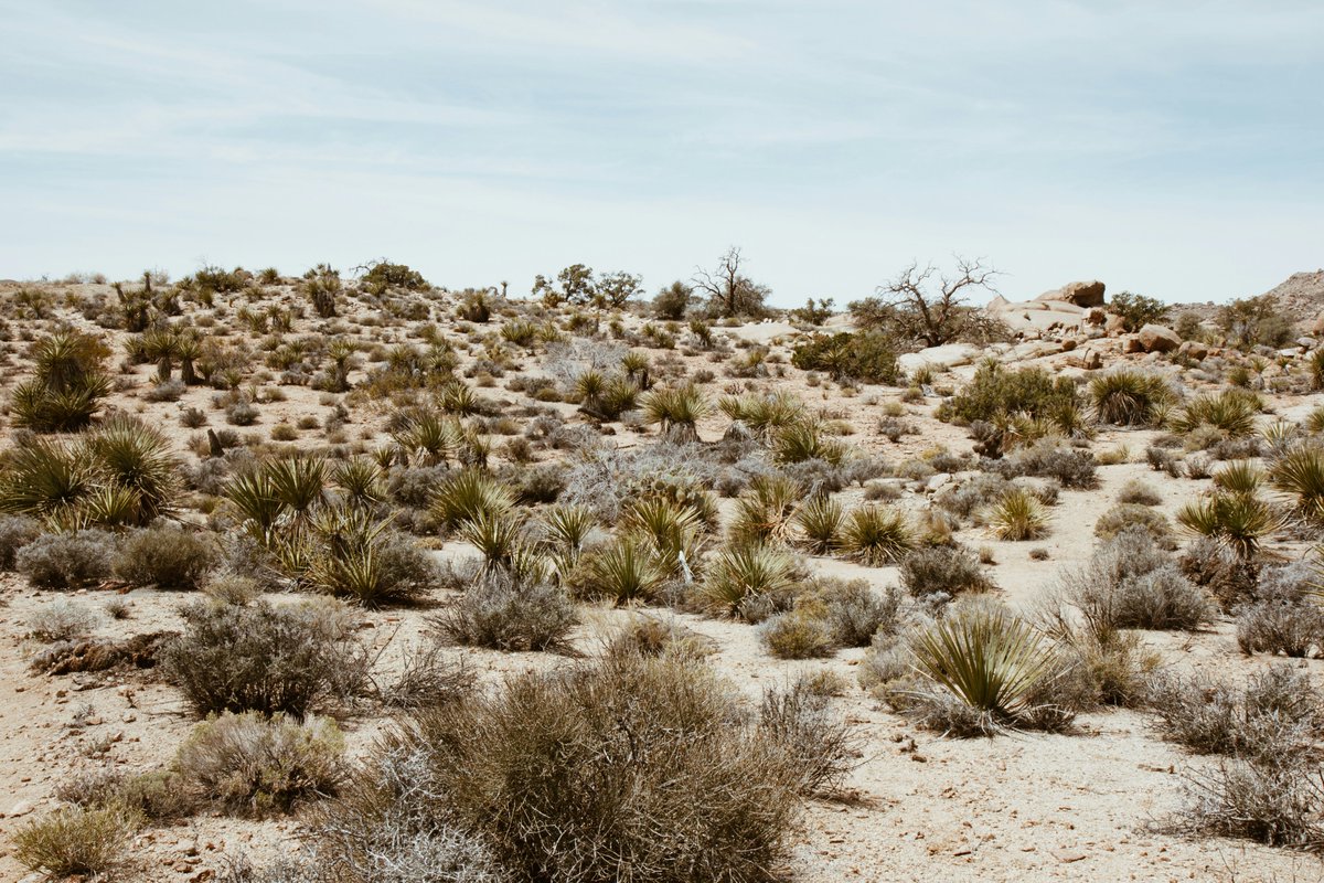 A new study in <a href="/CambridgePrisms/">Cambridge Prisms</a> Drylands #CPDrylands reveals how landscape- &amp; patch-scale processes shape the “fertile island effect” in the Chihuahuan Desert, illustrating the importance of spatial heterogeneity in drylands doi.org/10.1017/dry.20…📷by Patricia Zumsteg <a href="/unsplash/">Unsplash</a>