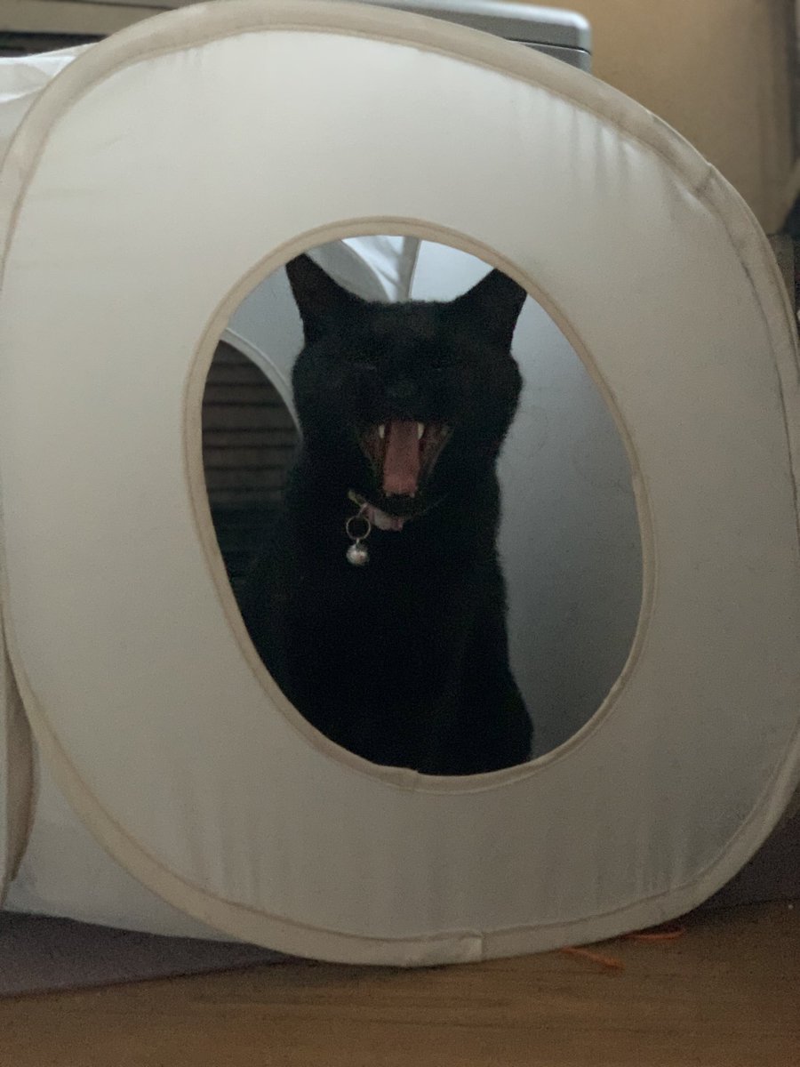 yu10320's tweet photo. これが→こう🐈‍⬛⸒ https://t.co/oW2UKVC2w8