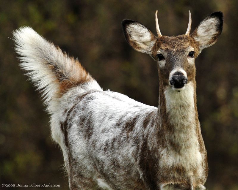 deer encounters 🦌 (@deerencounters) on Twitter photo 