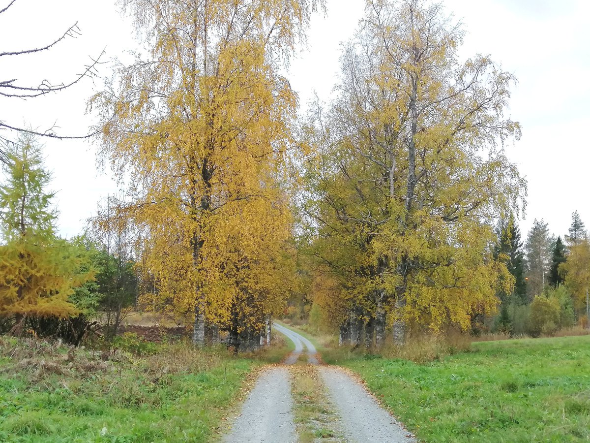ylapihantila's tweet photo. Vielä vähän aikaa #ruska jatkuu.
#maaseutu #maalaismaisema #kulttuurimaisema #pohjoiskarjala #nurmes #valtimo #sivakka #sivakkaphotos https://t.co/plNXJsvtDa