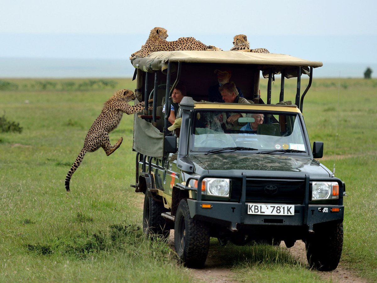 gemsofbabus_'s tweet image. 🚨 Kuno National Park in MP has launched India’s First Cheetah Safari from October 1, letting visitors see India-born cheetah. 🇮🇳🫡

&amp;gt;₹4,500 for six people with a gypsy ride.
&amp;gt;₹1,200 for those bringing their own vehicle.
