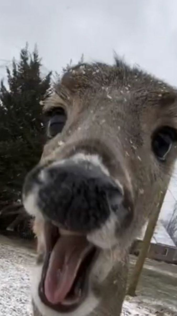 deer encounters 🦌 (@deerencounters) on Twitter photo 