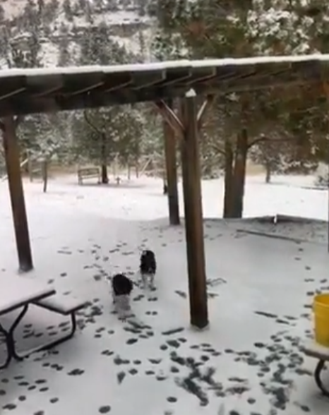 HulkCto's tweet photo. I just found out about CZ's undiscovered dog name on tiktok. It's incredible that it wasn't sent.

https://t.co/ajPvDHtJc2 https://t.co/l1xpF2op4D