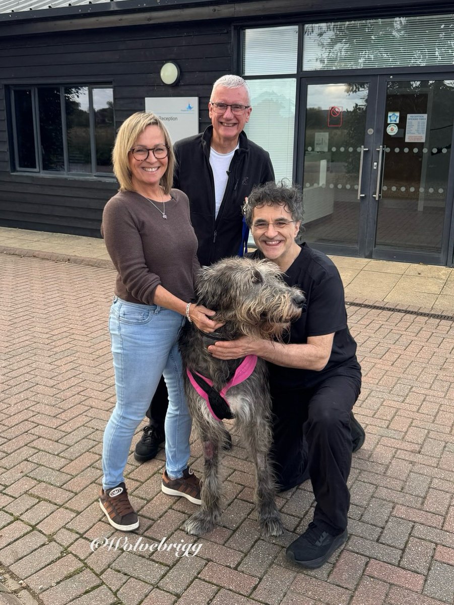 Wolvebrigg Irish Wolfhounds (@wolvebrigg) on Twitter photo Domhnall is home after ankle surgery. Thank you <a href="/fitzpatrickref/">Fitzpatrick Referrals</a> for taking such good care of him💙
#IrishWolfhound #dogs #dogsofX Domhnall is home after ankle surgery. Thank you <a href="/fitzpatrickref/">Fitzpatrick Referrals</a> for taking such good care of him💙
#IrishWolfhound #dogs #dogsofX