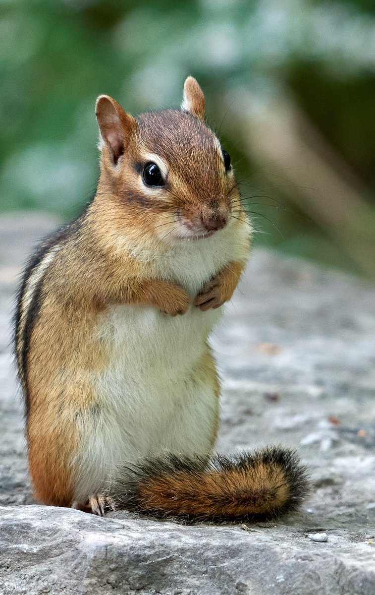 paul hayes tweet media