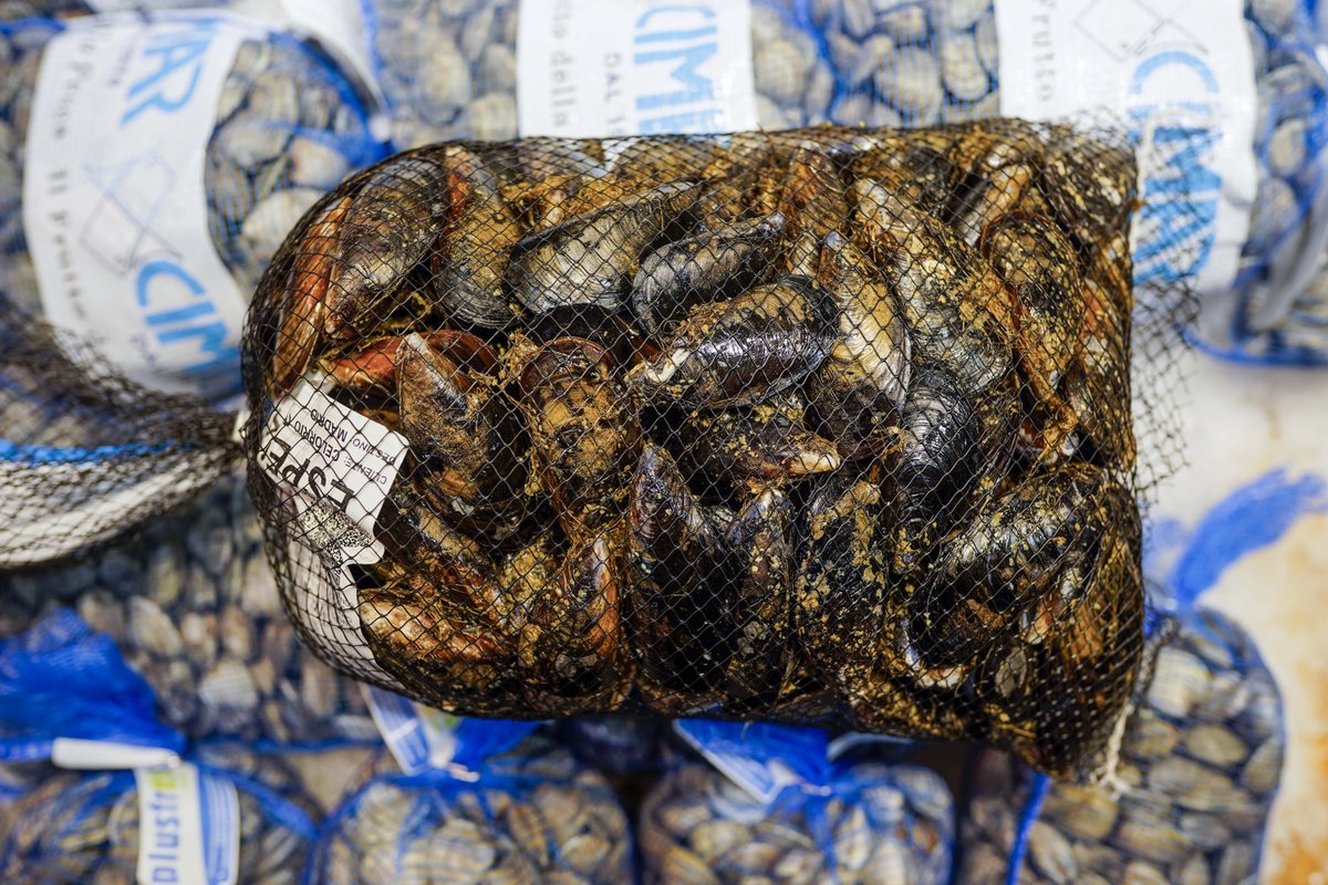 mercamadrid_hoy's tweet image. 🆙Hoy hemos #vistoenmercamadrid una auténtica joya 💎 de nuestra #gastronomia , un molusco que esconde un tesoro 🤩 con un montón de propiedades saludables ✅

🐚Anímate con los mejillones 🍽 que ya están de #temporada 🗓, “saborea el mar” en tu casa, bar o restaurante favorito👌🏼…