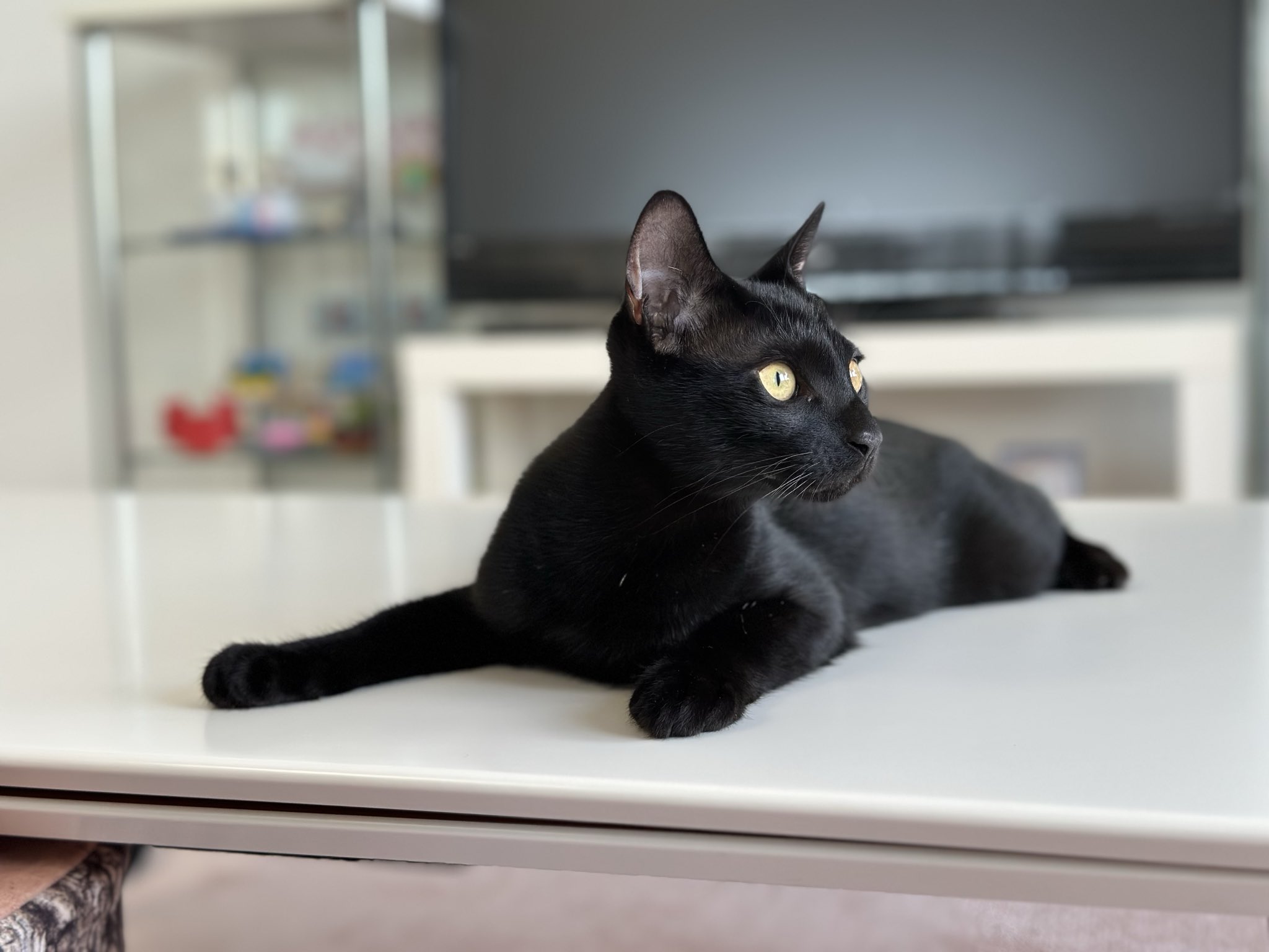 黒猫 プロフ5/25日～更新 梅子の部屋 on X: 