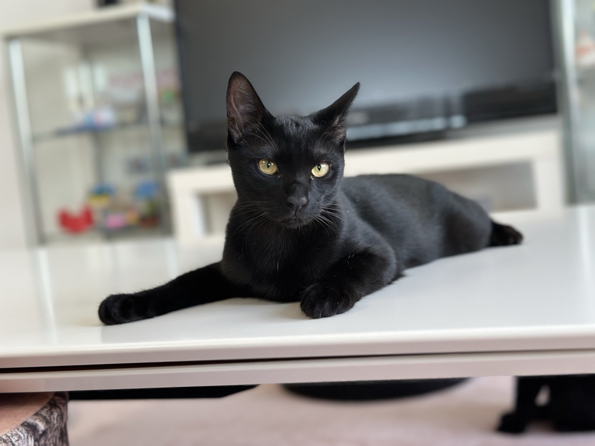 黒猫様 御専用 梅子の部屋 on X: 