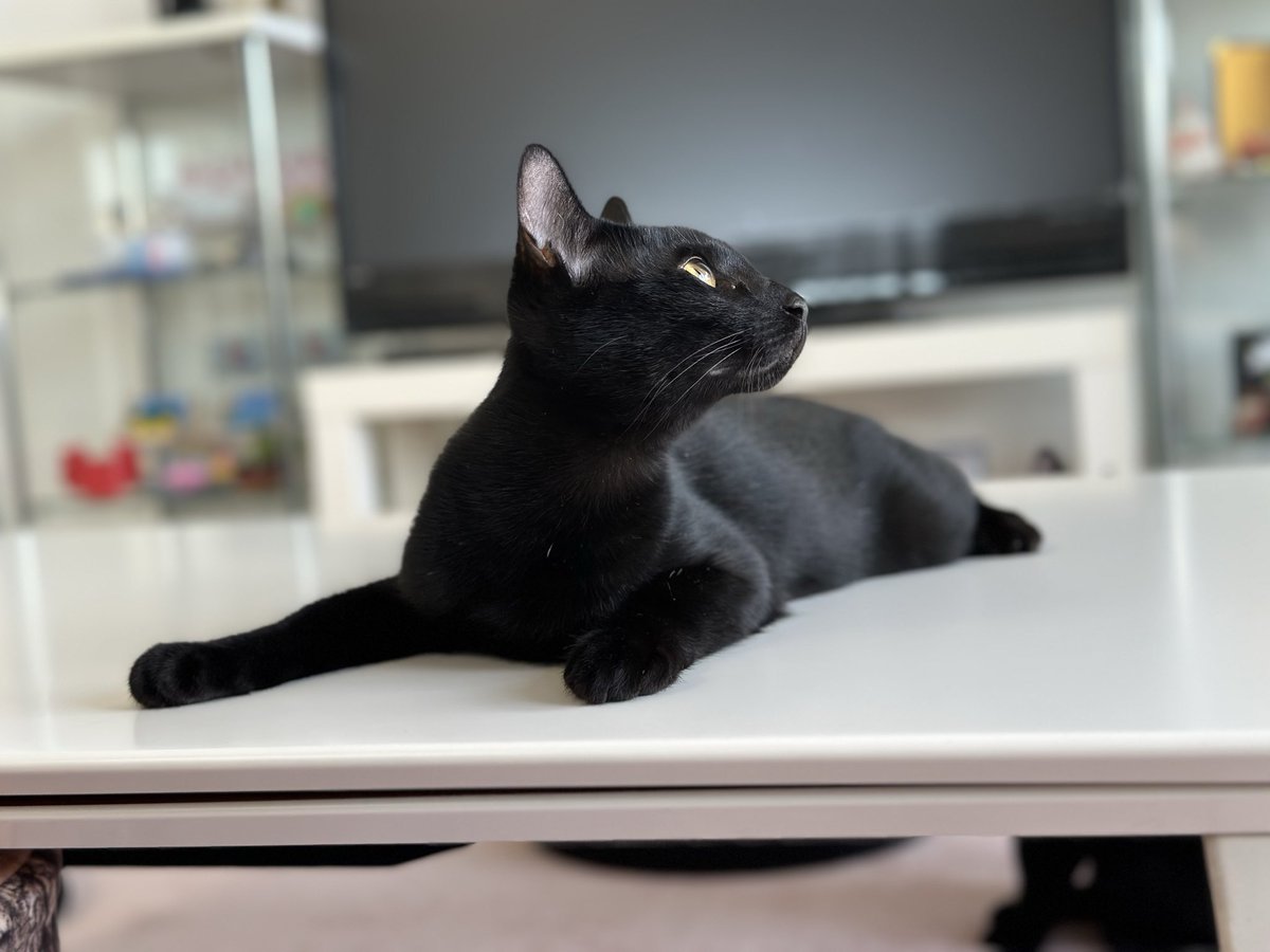 黒猫 梅子の部屋 on X: