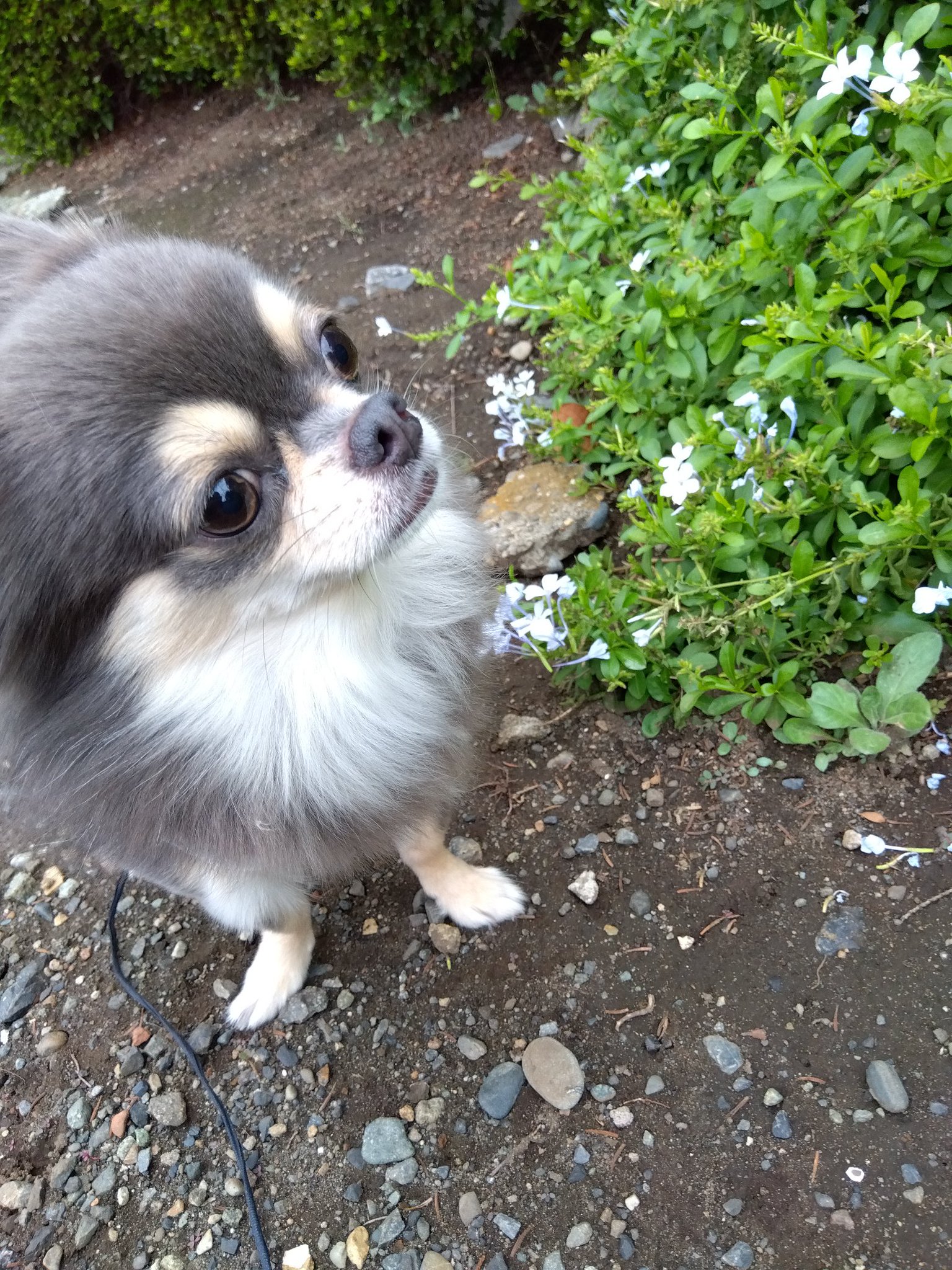 チワワ 🐾ちくわ🐾 on X: 