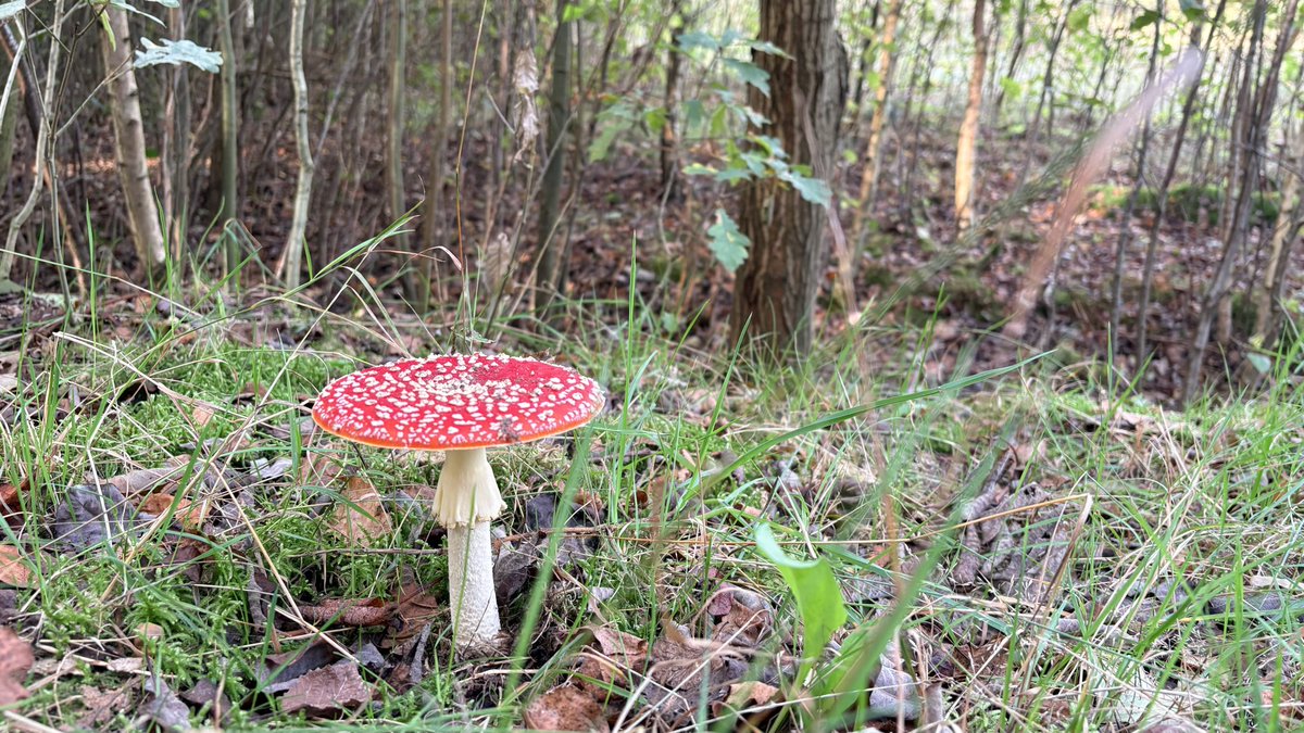Het is echt herfst! #wandelen #paddestoelen #herfstweer