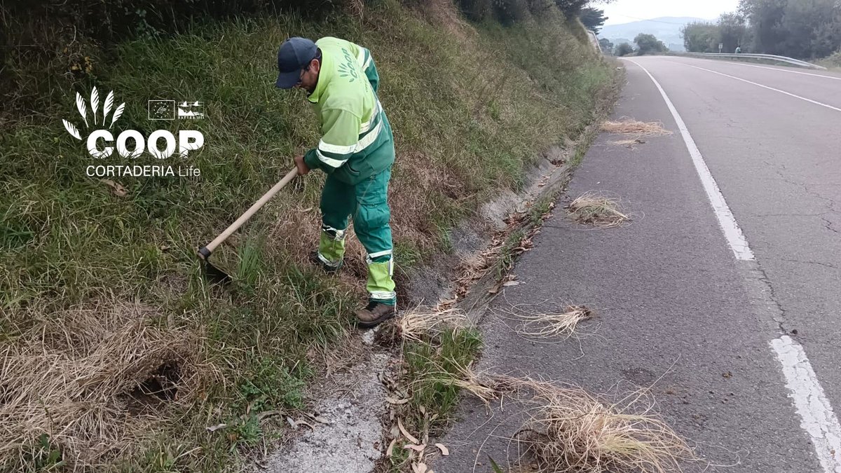 stopcortaderia's tweet photo. 🌾 Las brigadas #COOPCortaderia, esta vez de @AMPROSCantabria siguen trabajando en Liencres, eliminando Cortaderia dentro del Proyecto LIFE Coop Cortaderia.
La semana pasada actuaron en el barrio de Tolío, donde ¡cada vez vemos menos #plumeros! 👏🌿
#lifeprogramme https://t.co/2Yc5WegoOa
