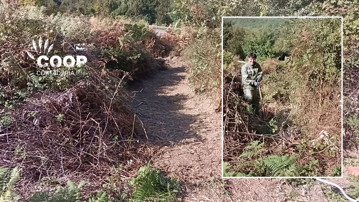 stopcortaderia's tweet photo. 🌾 Las brigadas #COOPCortaderia, esta vez de @AMPROSCantabria siguen trabajando en Liencres, eliminando Cortaderia dentro del Proyecto LIFE Coop Cortaderia.
La semana pasada actuaron en el barrio de Tolío, donde ¡cada vez vemos menos #plumeros! 👏🌿
#lifeprogramme https://t.co/2Yc5WegoOa