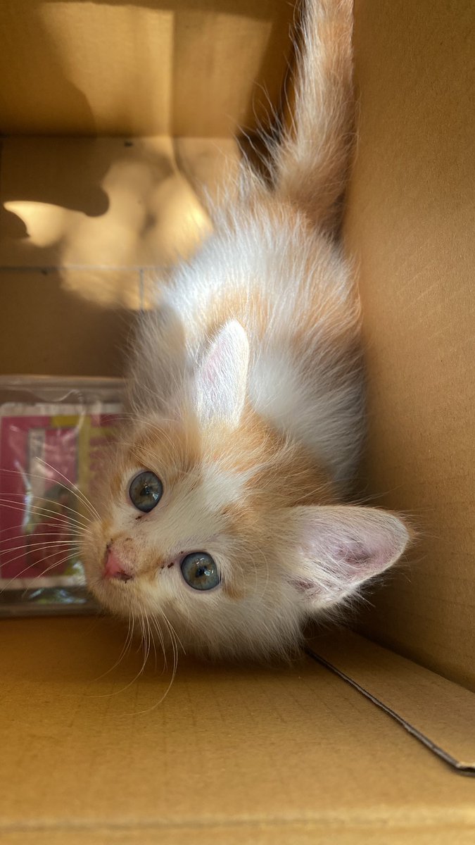 Ieehant's tweet photo. new family member, namanya dumpling (karena dia kayak dumpling frozenfood yang oren putih) 💗 https://t.co/cf6AG13mwn