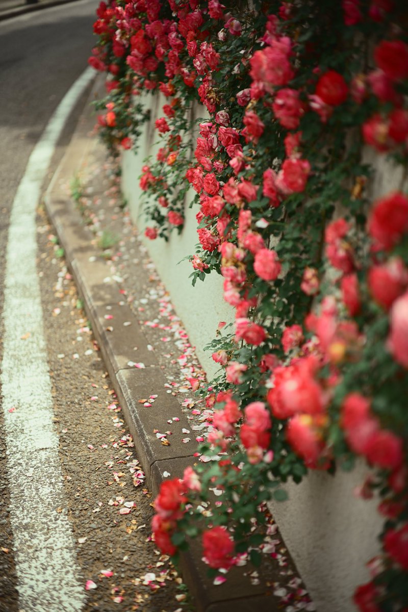 Birbirinde iz bırakan insanlar,
Birbirini aslà unutmazlar.
Unutmuş gibi yaparlar sàdece.