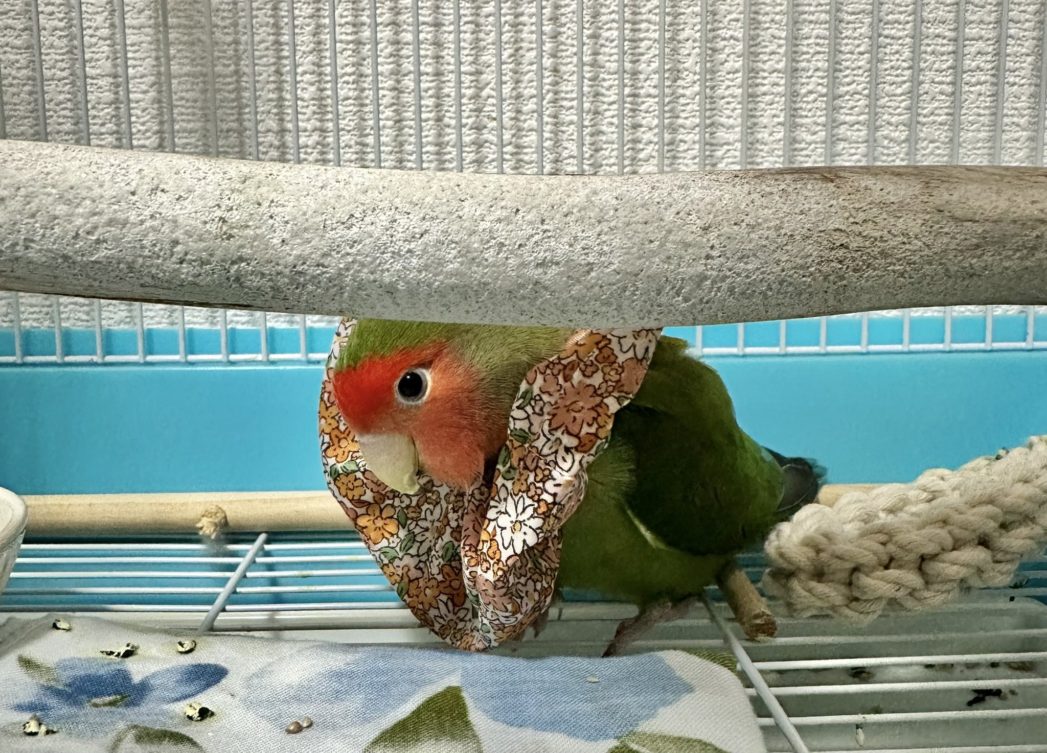 トリアタマ on X: 