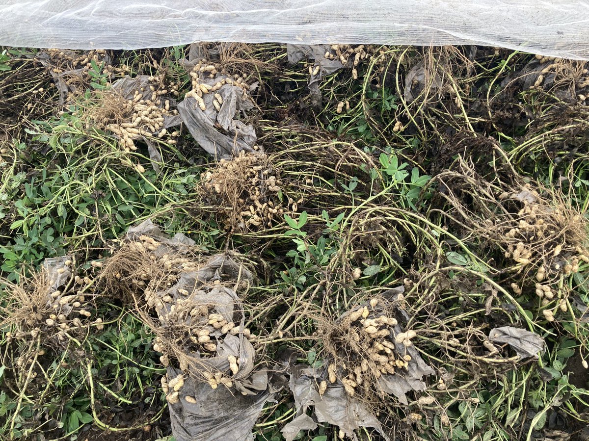 uuharvester's tweet photo. 【ハーべスタ活動記録】
落花生の収穫を行いました🥜
落花生は地面の下に実ができているって知っていましたか？
今年はありがたいことに豊作です！！
収穫後はひっくり返しカラス避けのネットをかけて3週間ほど乾かします✨
収穫中にカラスに少し落花生を盗られました…🐦‍⬛ https://t.co/U0Sw9MJo9H