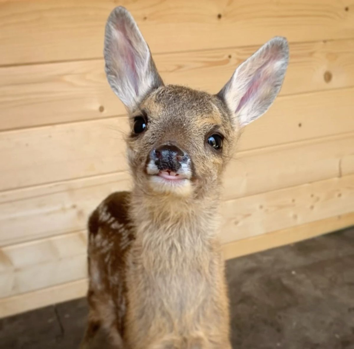 deer encounters 🦌 tweet media