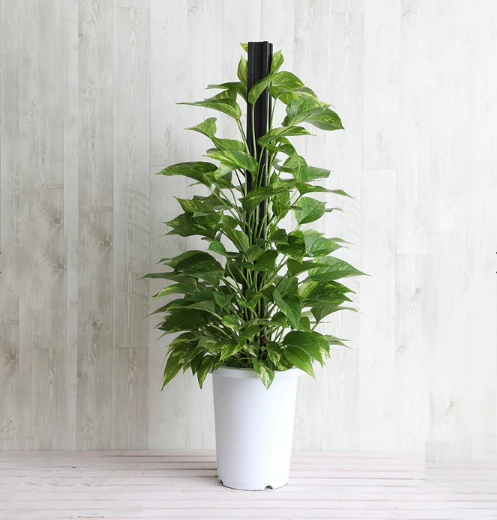 ポトス様 Amazon.co.jp: 観葉植物 ポトス エンジョイ 苗 3寸 育成ポット 2株 は