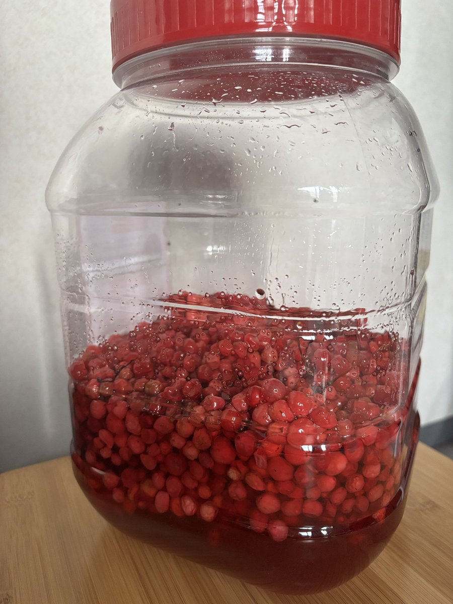 ソウルで砂糖漬けにした五味子は、帰国後この容器に入れ替えました。3ヶ月ほど待てば美味しい五味子茶が飲めるはず。楽しみー😋