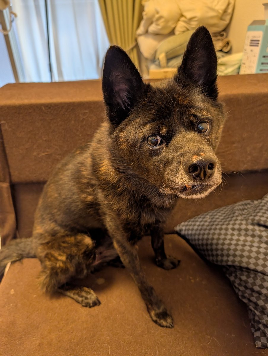 人がなんか食べてると、もう3日も食べてないんですぅみたいな顔しながら見てくるくせに、食べ終わったらサッサとどっか行く忠犬とは程遠いｲｯﾇ