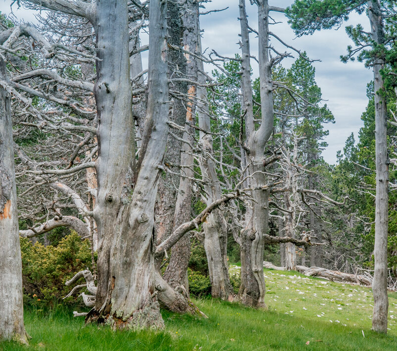 Observatori Forestal Català tweet media