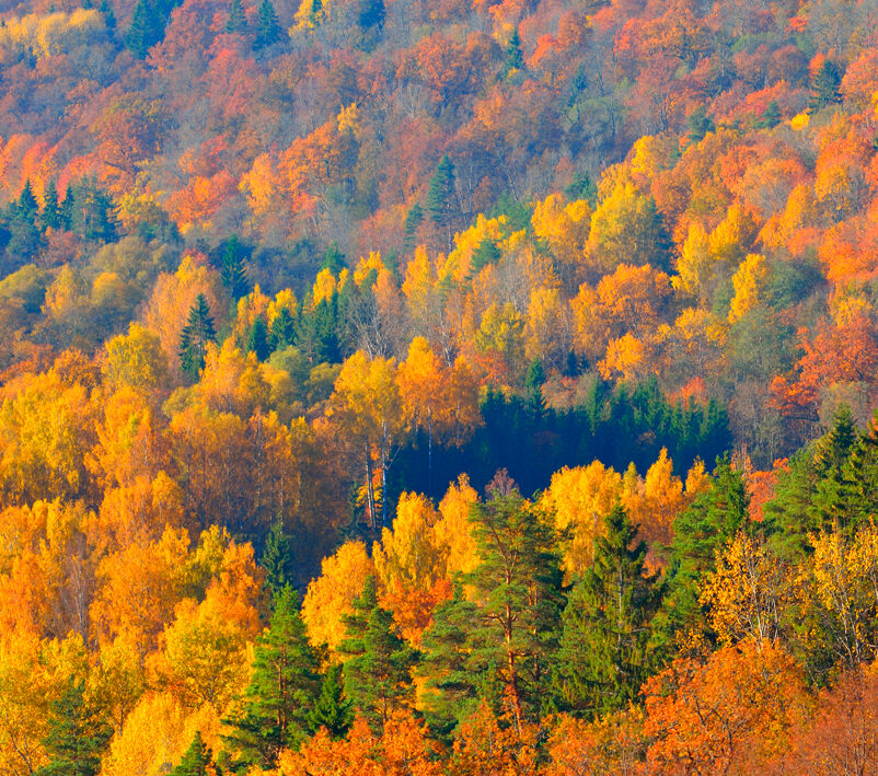 Observatori Forestal Català tweet media